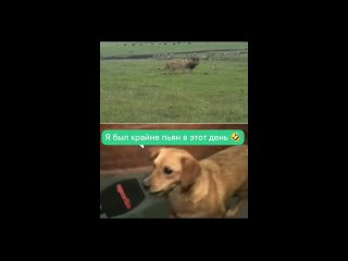 clip @videfunny | @videfunny