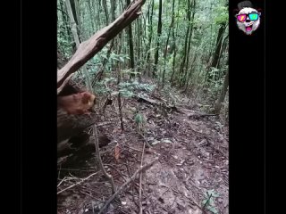 this must be managed to do this humor non-stop not to stop it | @videfunny