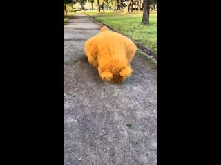 clip @videfunny | @videfunny