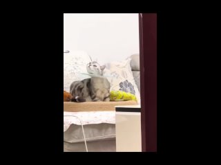 video from @videfunny | @videfunny