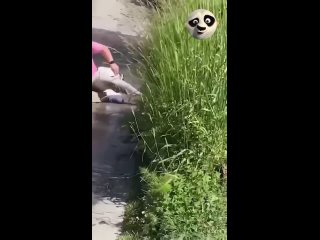 dog, feed chtoli | @videfunny
